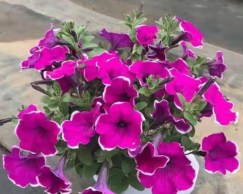 矮牵牛耐寒多少度？冬季养护需要注意什么？