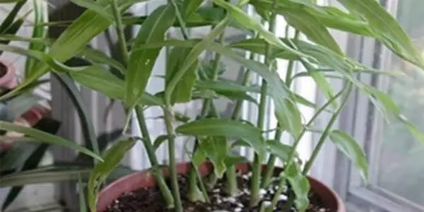 生姜保存不发芽的秘诀是什么?