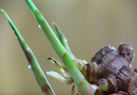 生姜保存不发芽的秘诀是什么？