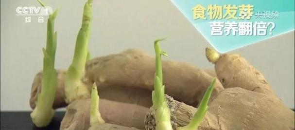 生姜保存不发芽的秘诀是什么？