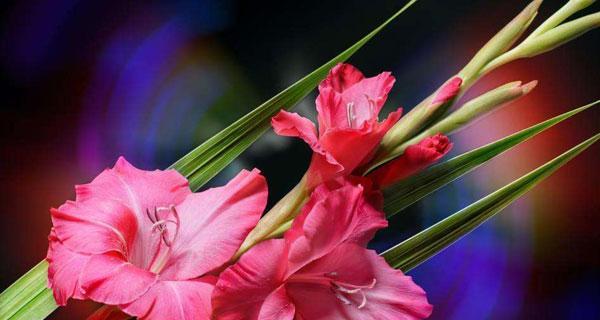 粉色剑兰代表什么?粉色剑兰的寓意有哪些?