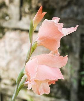 粉色剑兰代表什么?粉色剑兰的寓意有哪些? 粉色剑兰代表什么?粉色剑兰的寓意有哪些?