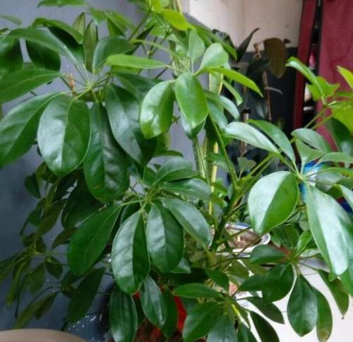 鸭掌木养几棵好?家庭种植数量与空间布局指南? 鸭掌木养几棵好?家庭种植数量与空间布局指南?