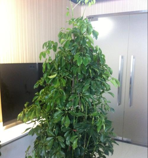 鸭掌木养几棵好?家庭种植数量与空间布局指南? 鸭掌木养几棵好?家庭种植数量与空间布局指南?