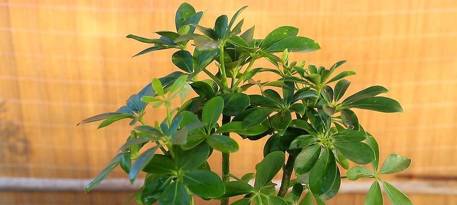 鸭掌木养几棵好?家庭种植数量与空间布局指南? 鸭掌木养几棵好?家庭种植数量与空间布局指南?