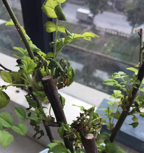 金雀叶子蔫了怎么办？如何快速恢复植物活力？