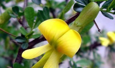 金雀叶子蔫了怎么办？如何快速恢复植物活力？