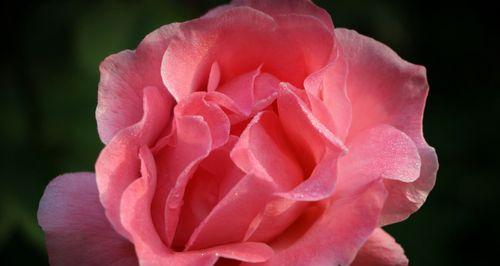 粉色月季花的花语（探索粉色月季花的美丽与寓意）