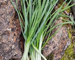 小根蒜怎么保存才能长久保鲜？最佳保存技巧是什么？