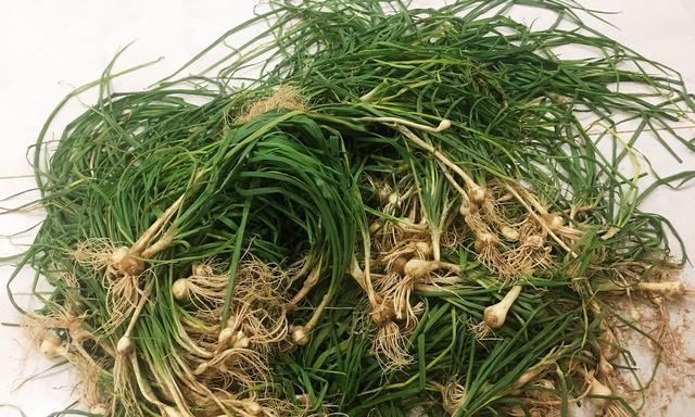 小根蒜怎么保存才能长久保鲜?最佳保存技巧是什么? 小根蒜怎么保存才能长久保鲜?最佳保存技巧是什么?