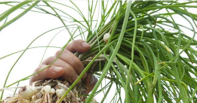 小根蒜怎么保存才能长久保鲜?最佳保存技巧是什么? 小根蒜怎么保存才能长久保鲜?最佳保存技巧是什么?