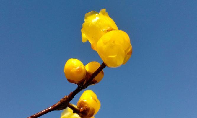 冬天梅花的特点及意义(百花凋零唯有梅)