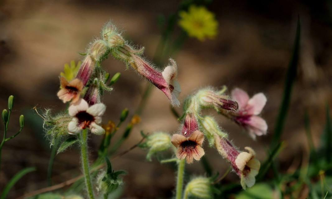 地黄长什么样子?如何辨别地黄的种类和特征? 地黄长什么样子?如何辨别地黄的种类和特征?