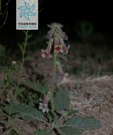 地黄长什么样子？如何辨别地黄的种类和特征？