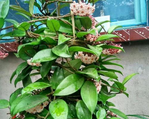 以球兰开花的意义与象征（揭示以球兰开花的美丽秘密和深层含义）