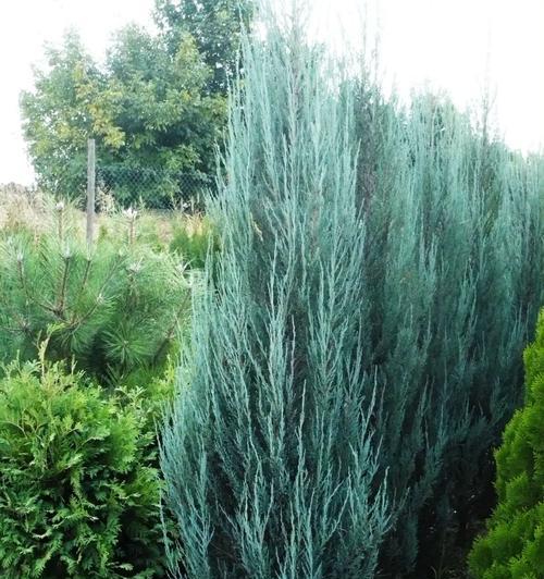 天蓝尖瓣木是多年生植物吗?生长周期和特点是什么? 天蓝尖瓣木是多年生植物吗?生长周期和特点是什么?