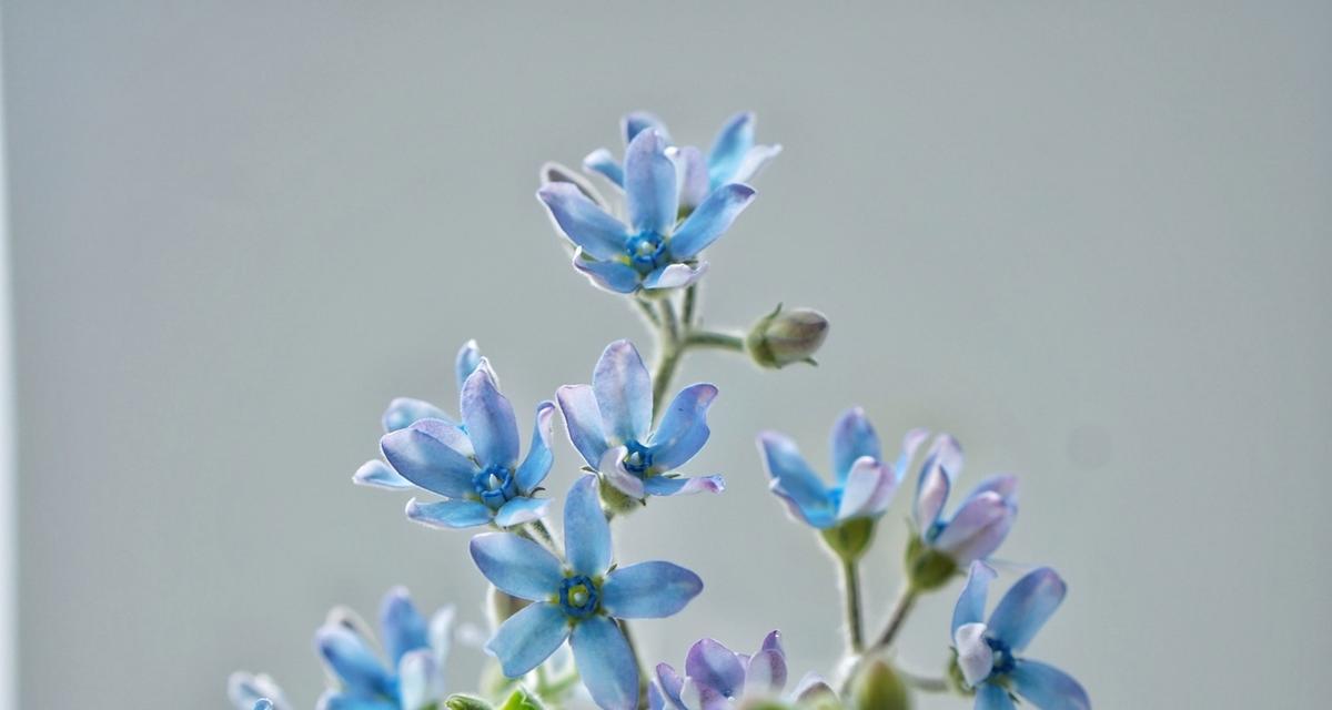 天蓝尖瓣木是多年生植物吗？生长周期和特点是什么？
