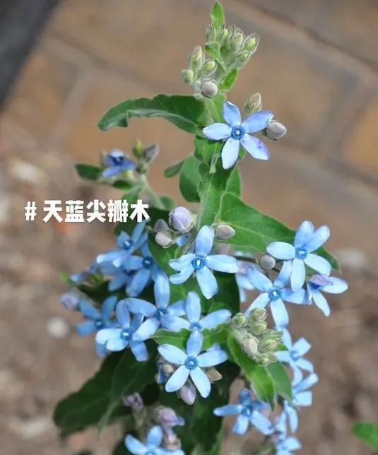 天蓝尖瓣木是多年生植物吗?生长周期和特点是什么? 天蓝尖瓣木是多年生植物吗?生长周期和特点是什么?