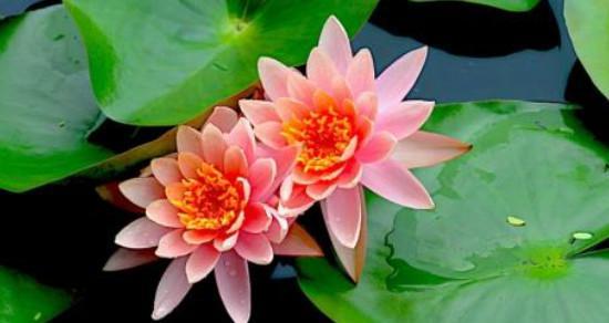 荷花的花语与魅力(荷花的美丽与寓意)