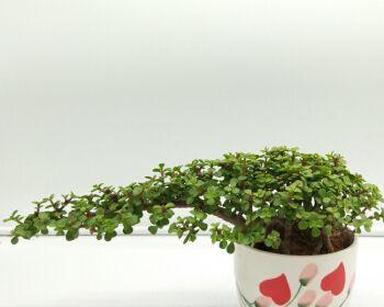 雅乐之舞适合哪种花盆?如何选择雅乐之舞的花盆? 雅乐之舞适合哪种花盆?如何选择雅乐之舞的花盆?