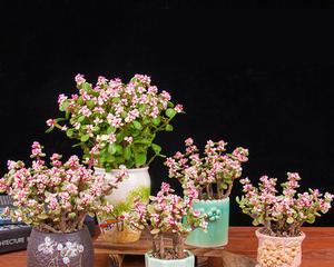 雅乐之舞适合哪种花盆？如何选择雅乐之舞的花盆？