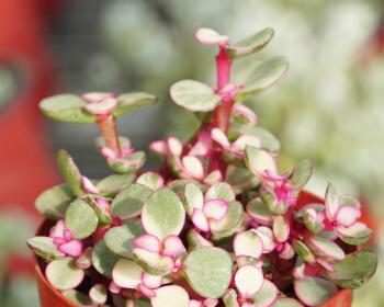 雅乐之舞适合哪种花盆?如何选择雅乐之舞的花盆? 雅乐之舞适合哪种花盆?如何选择雅乐之舞的花盆?