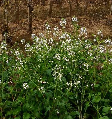 萝卜开花的预示与意义（揭示土地的丰饶和生命力）