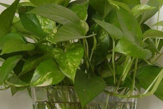 绿萝浇什么水长得更旺盛？如何正确浇水促进绿萝生长？