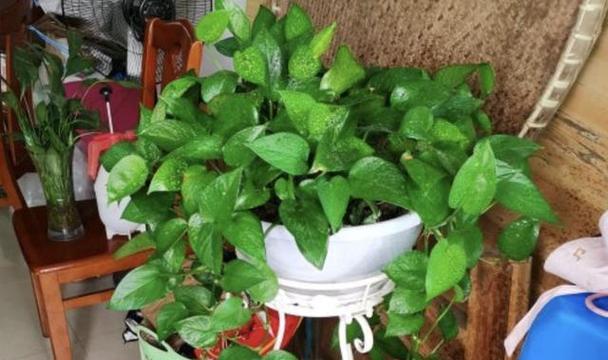 绿萝浇什么水长得更旺盛?如何正确浇水促进绿萝生长? 绿萝浇什么水长得更旺盛?如何正确浇水促进绿萝生长?