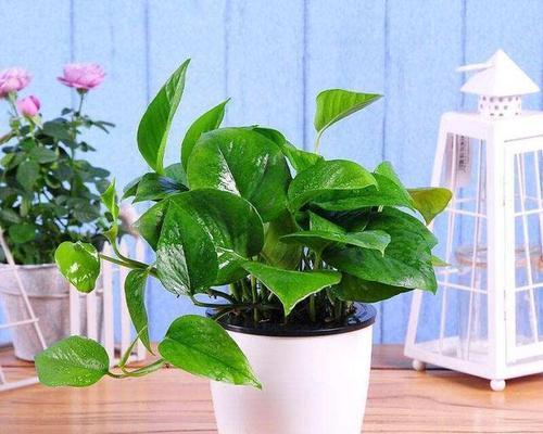 绿萝浇什么水长得更旺盛?如何正确浇水促进绿萝生长? 绿萝浇什么水长得更旺盛?如何正确浇水促进绿萝生长?