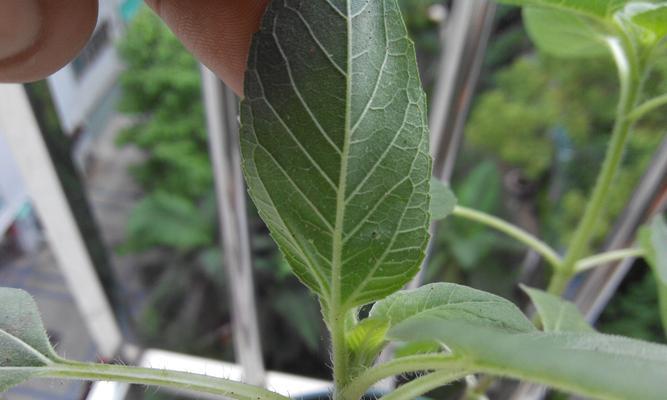 太阳花叶子形状像什么？如何辨别太阳花的叶子特征？