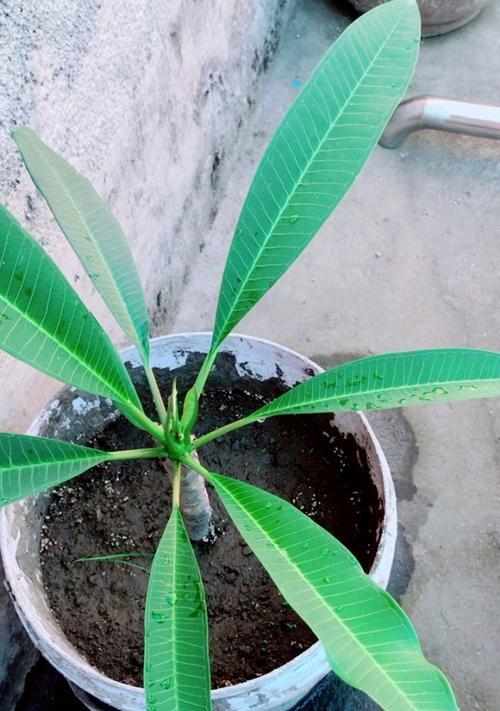 太阳花叶子形状像什么？如何辨别太阳花的叶子特征？