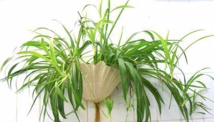 仙人柱浇水要浇透吗？浇多少水最合适？