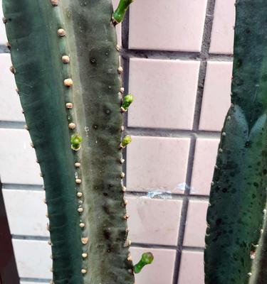 仙人柱浇水要浇透吗？浇多少水最合适？