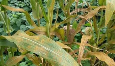 玉米病毒病症状有哪些?如何有效防治?