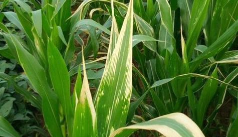 玉米病毒病症状有哪些？如何有效防治？