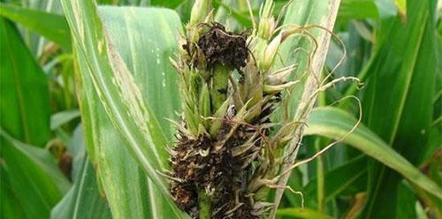 玉米病毒病症状有哪些？如何有效防治？