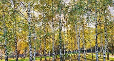 白桦树生长在哪里？白桦树的自然分布区域有哪些？