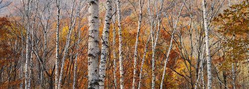 白桦树生长在哪里？白桦树的自然分布区域有哪些？