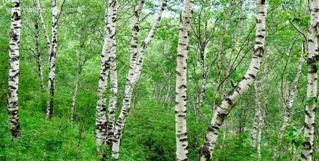 白桦树生长在哪里？白桦树的自然分布区域有哪些？