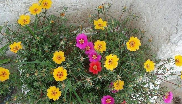 太阳花种植深度选择：深盆还是浅盆更好？