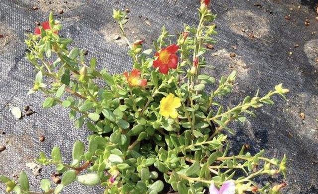 太阳花种植深度选择：深盆还是浅盆更好？