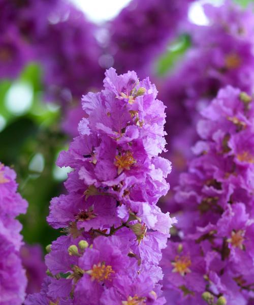 紫薇花的含义与象征（从花语到传统文化）