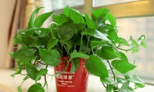 吸水绿萝怎么养才能更旺盛？有哪些技巧可以促进其生长？