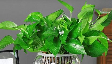 吸水绿萝怎么养才能更旺盛？有哪些技巧可以促进其生长？