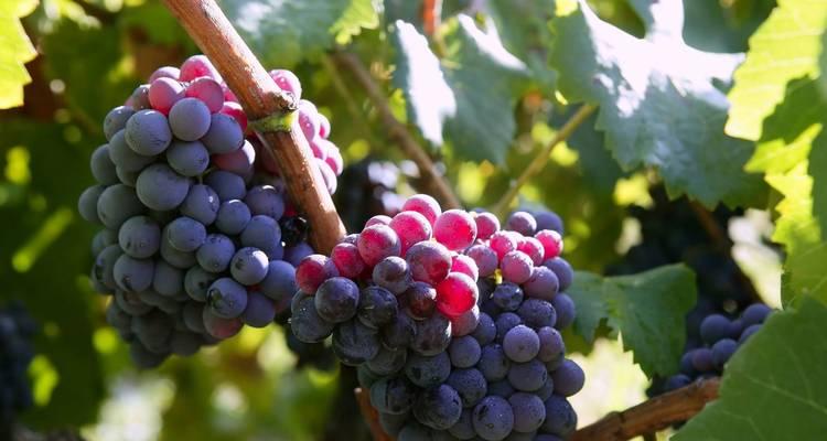 葡萄生长需要哪些环境条件？葡萄的主要生长特点是什么？