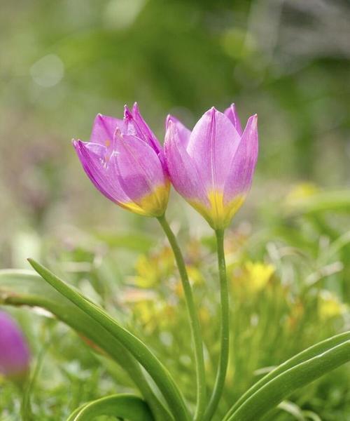 相遇的花语——以百合花为主题的文章（相遇的奇迹）