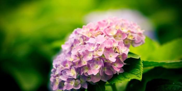 相遇的花语——以百合花为主题的文章（相遇的奇迹）