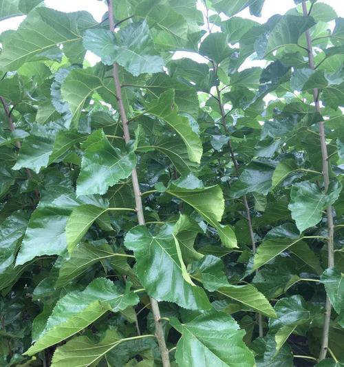 桑树芽接的最佳时间是什么时候？采用哪些技术方法？