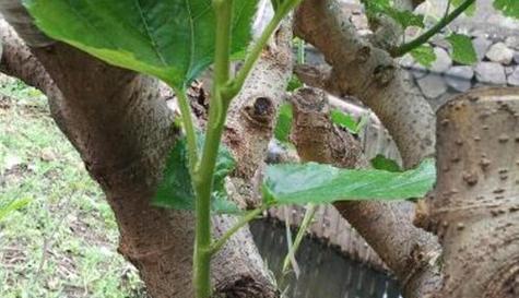 桑树芽接的最佳时间是什么时候？采用哪些技术方法？